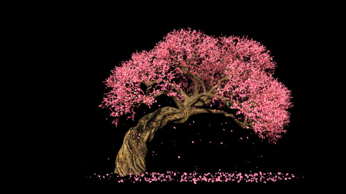 桃花树生长飘花-带透明通道