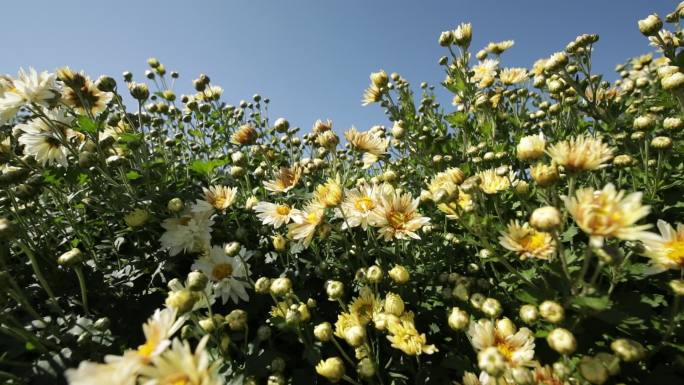 菊花种植药材农业甘菊采摘福白菊乡村振兴