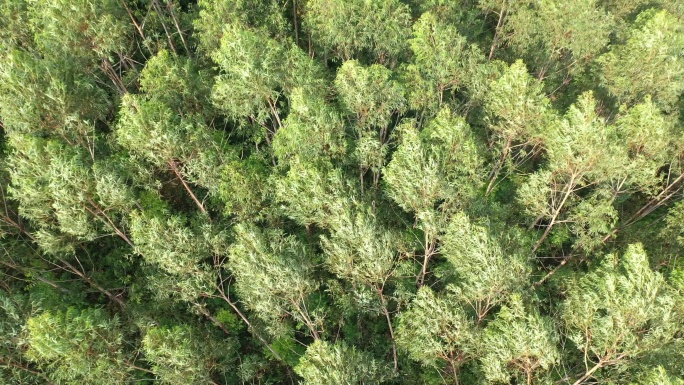 航拍树林俯拍森林风吹树林农林植物树木摇摆