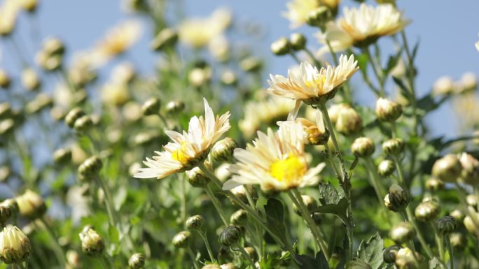 菊花特写蜜蜂采摘种植福白菊药材乡村振兴