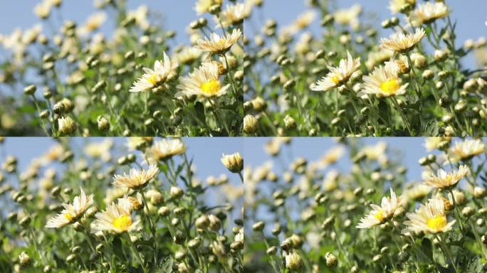 菊花特写蜜蜂采摘种植福白菊药材乡村振兴