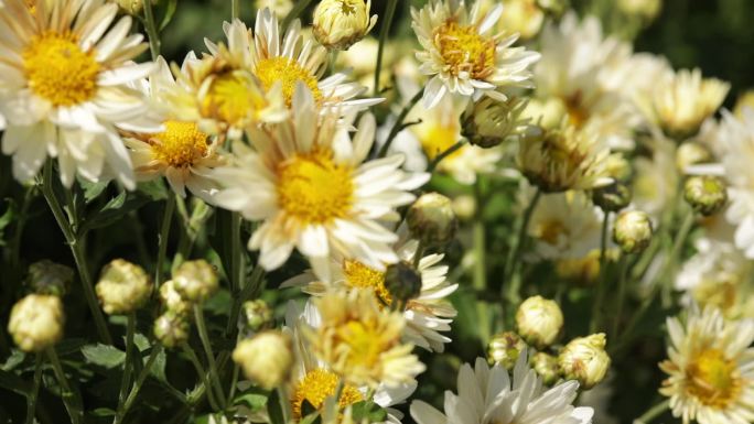 菊花种植药材农业甘菊采摘福白菊乡村振兴