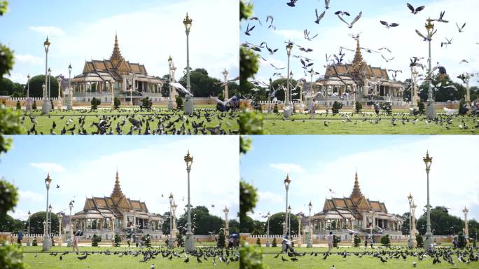 柬埔寨皇宫广场前鸽子