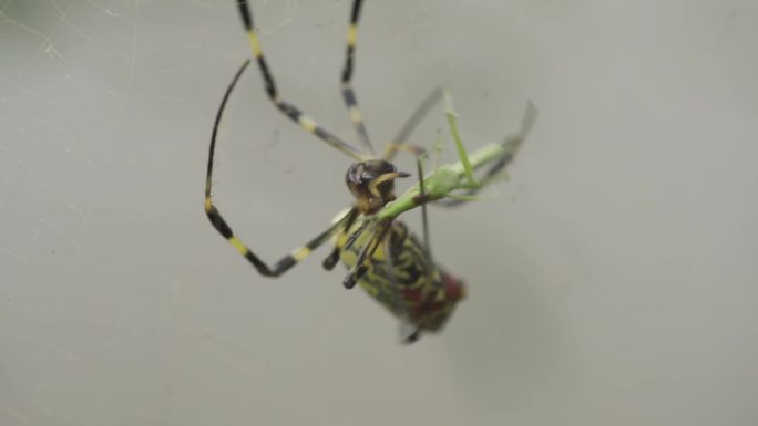 蜘蛛猎食