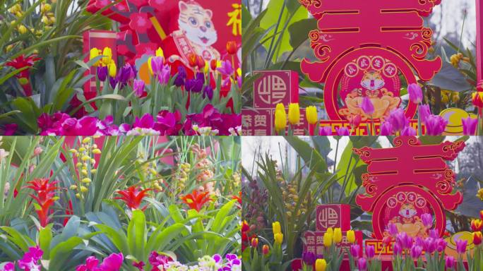 新春佳节过年过节花卉展示