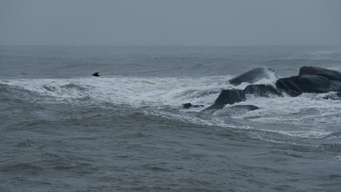 海面飞翔的岩鹭