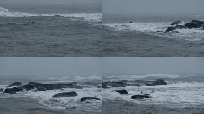 海面飞翔的岩鹭