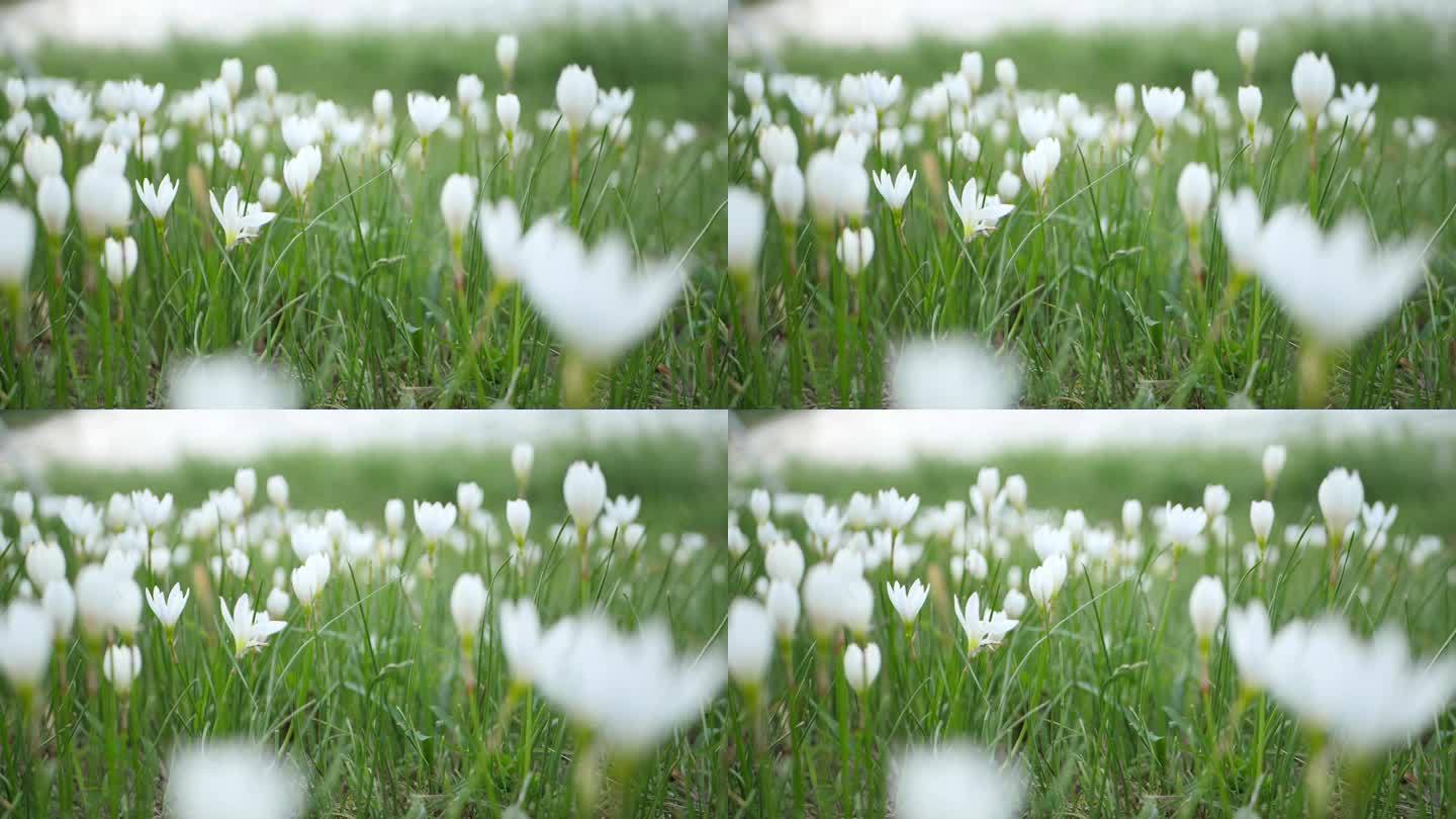 小白花微距拍摄视频