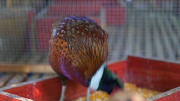 农场饲养的彩色羽毛珍珠鸡在进食