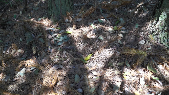 森林地上光影树林野外深山里树影阳光线照射