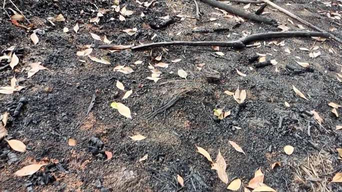 火灾过后森林燃烧烧焦木炭黑色木焦树林灰烬