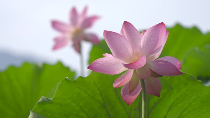 荷花 二十四节气 诗画江南