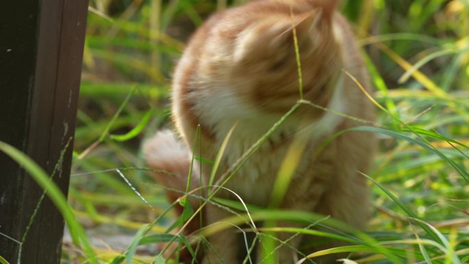 一只爱吃草的小猫
