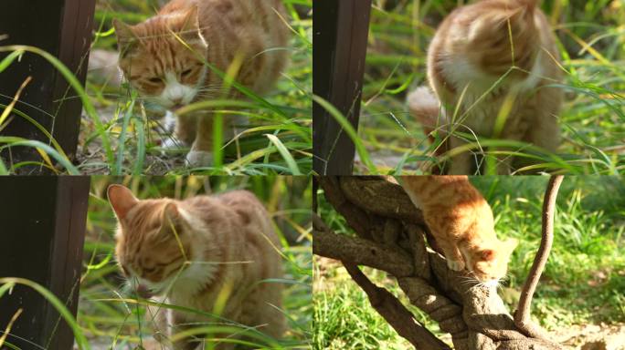 一只爱吃草的小猫