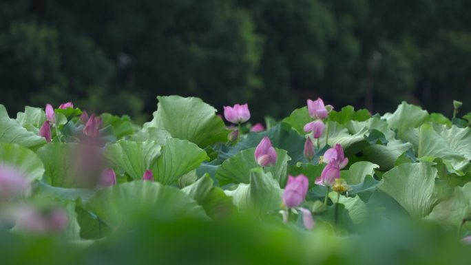 荷花 二十四节气 诗画江南