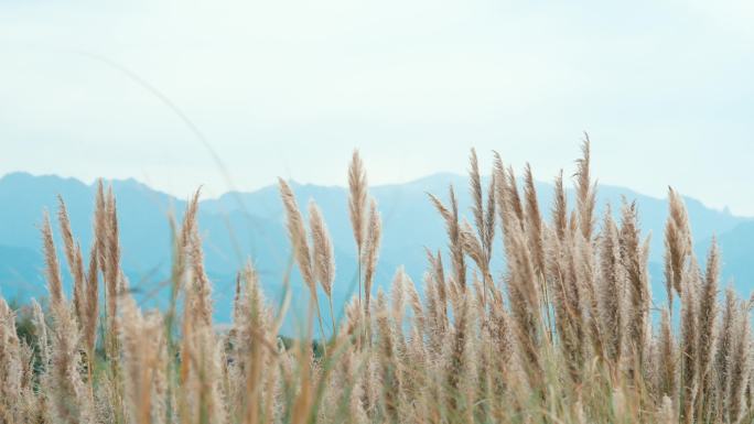 狗尾巴草唯美逆光光线自然抒情草地植物