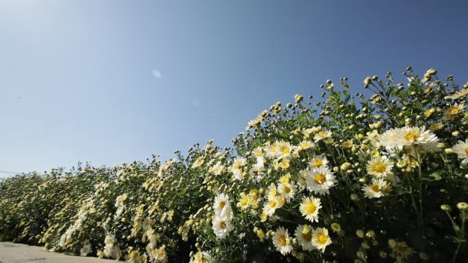 菊花种植药材农业甘菊采摘福白菊乡村振兴