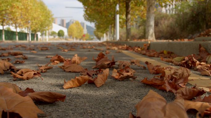 秋天的马路树叶掉在马路上秋天落叶