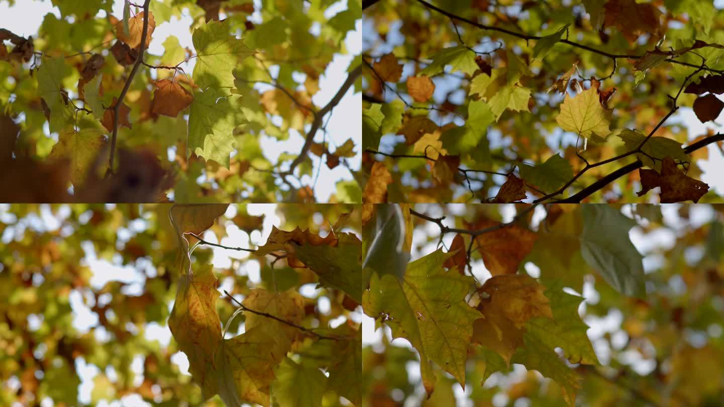 秋天树叶逆光梧桐树叶金黄色树叶逆光实拍