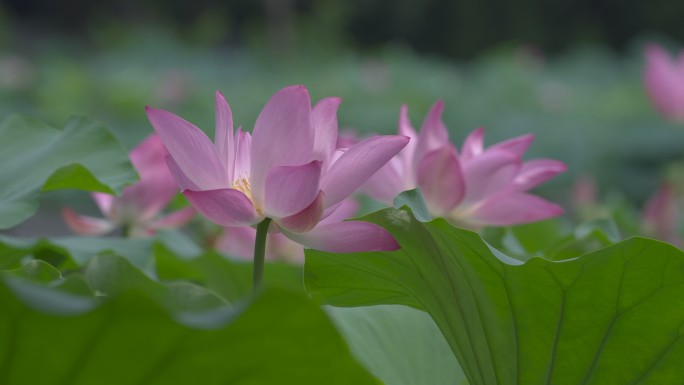 荷花 二十四节气 诗画江南