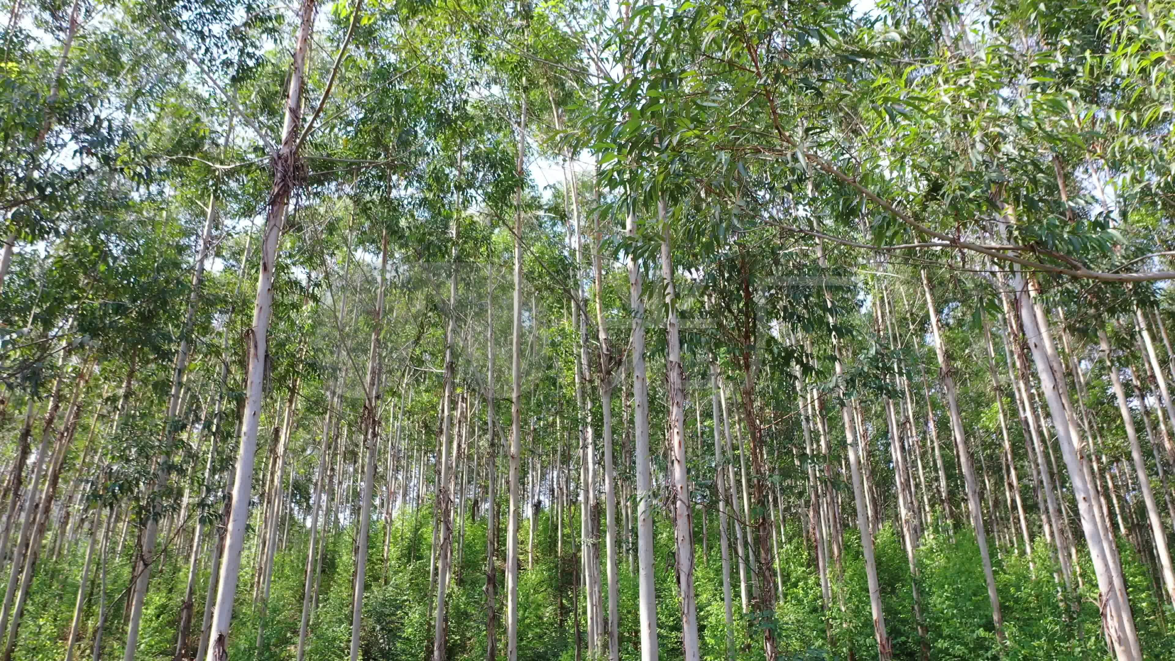 森林阳光穿透树林仰拍风吹树林树叶阳光逆光_3840X2160_高清视频素材下载(编号:7695109)_实拍视频_光厂(VJ师网) www ...