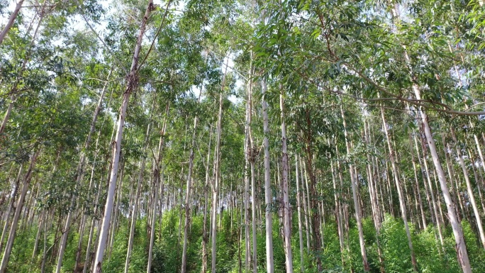 风吹树林小树林森林快速林树木摇曳风吹摇摆