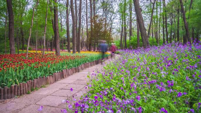 青岛胶州植物园延时4K