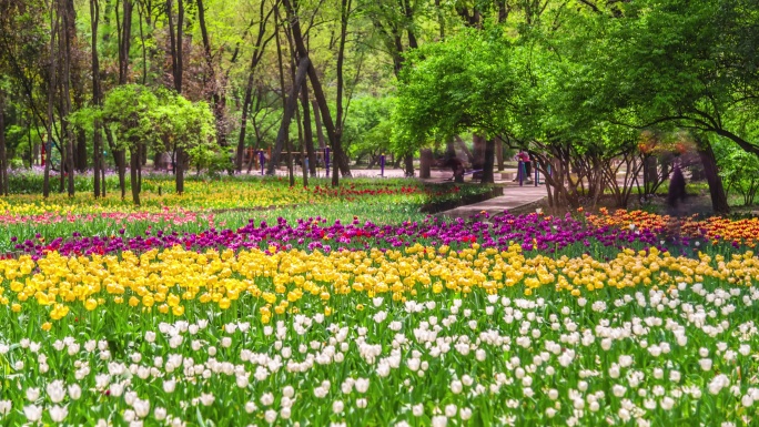 青岛胶州植物园延时4K