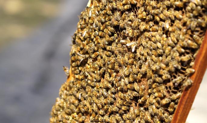 中华小蜜蜂 蜂巢 蜂蜜 蜂后 华中中蜂