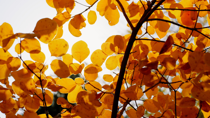 【4K】秋天香山的红叶黄栌
