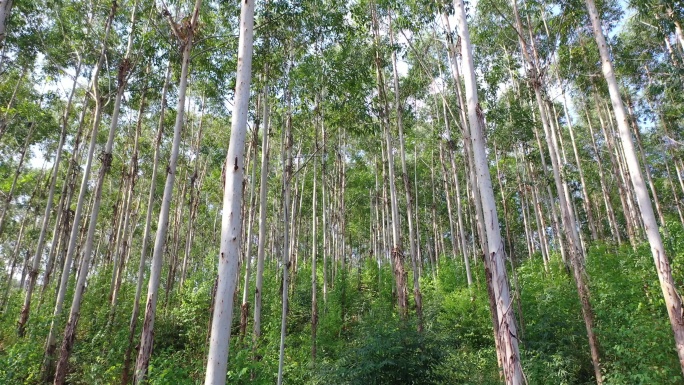 风吹树林小树林森林快速林树木摇曳风吹摇摆