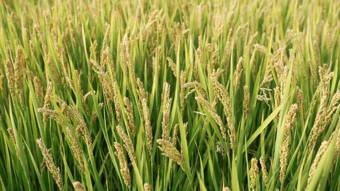 稻田成熟的稻穗