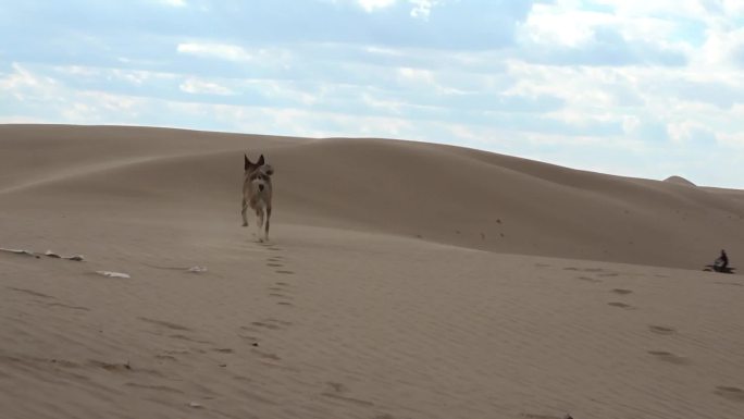 沙漠猎犬 狗