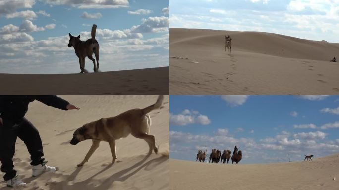 沙漠猎犬 狗