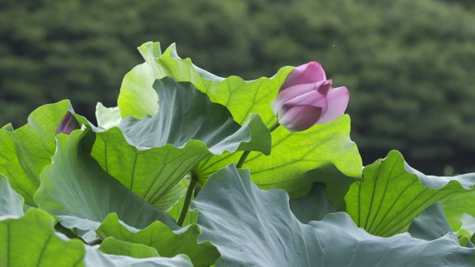 荷花 二十四节气 诗画江南