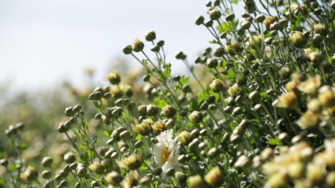 菊花种植药材农业甘菊采摘福白菊乡村振兴