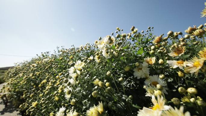 菊花种植药材农业甘菊采摘福白菊乡村振兴