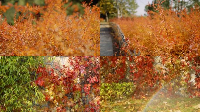 【4K】秋天变红的爬山虎与灌木