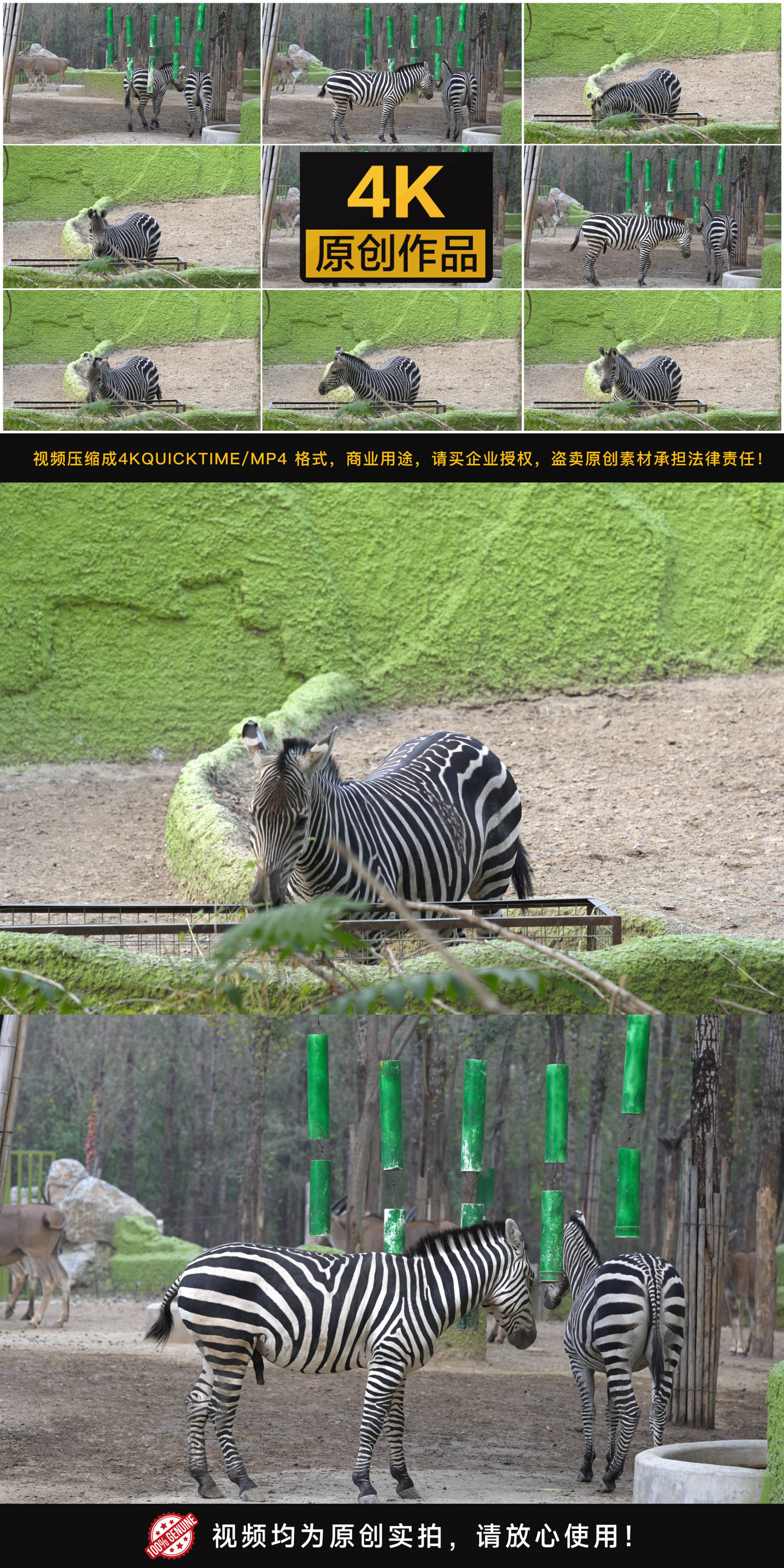 【4K】野生动物，食草动物 斑马