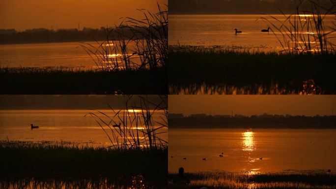 湿地 日出 日落 候鸟 野鸭 水禽 飞舞