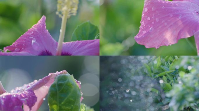 大自然树林雨滴