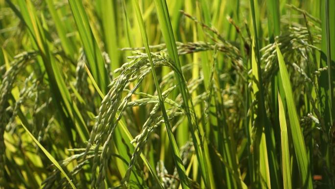 水稻稻穗丰收