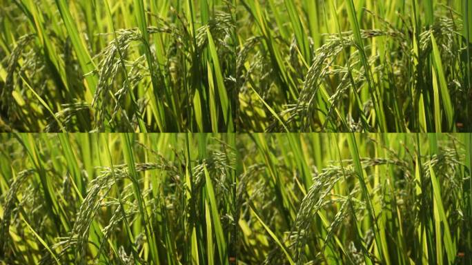 水稻稻穗丰收