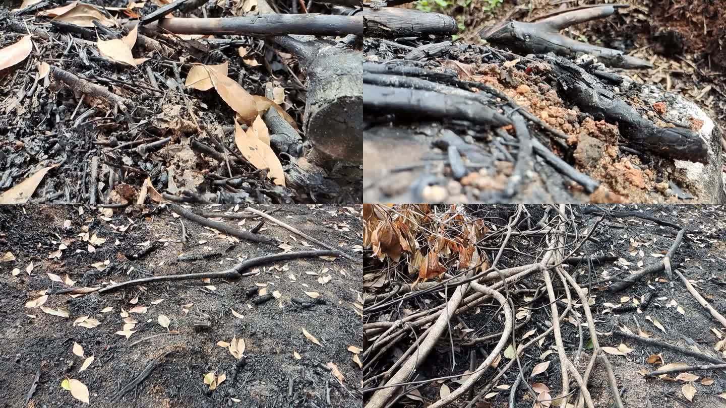 火灾过后森林燃烧烧焦木炭黑色木焦树林灰烬
