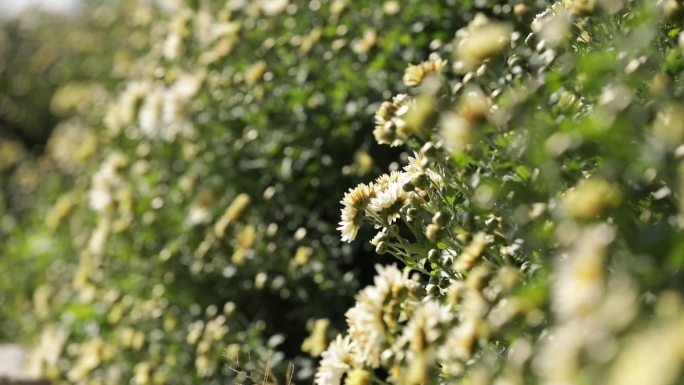 菊花种植药材农业甘菊采摘福白菊乡村振兴