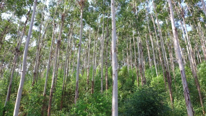 风吹树林小树林森林快速林树木摇曳风吹摇摆