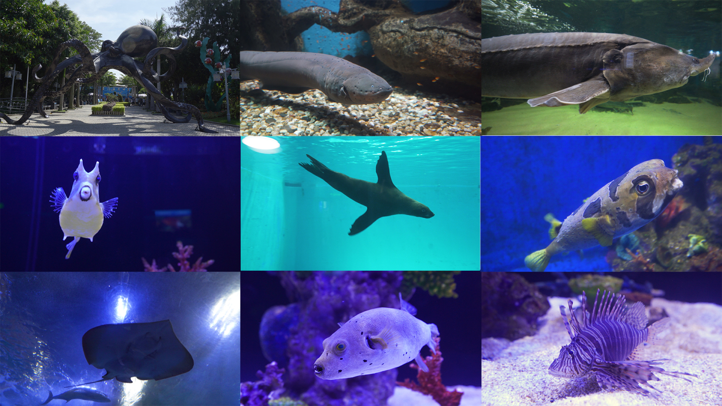 鼓浪屿海洋世界海洋馆厦门海底世界水族馆