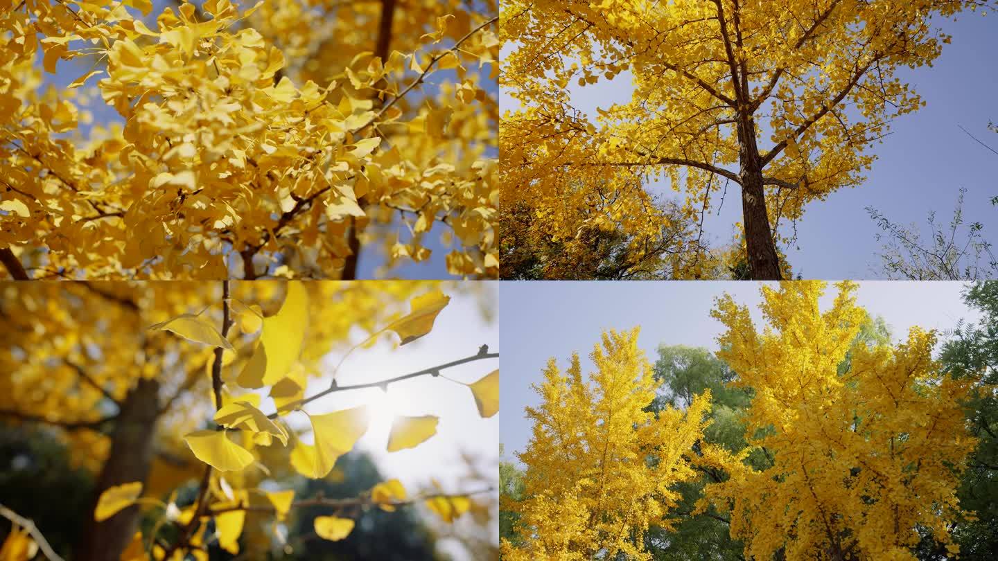 【4K】秋天金灿灿的银杏树