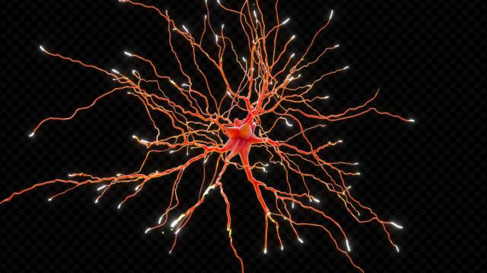 【4K】红细胞神经元