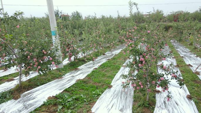 红富士苹果产地